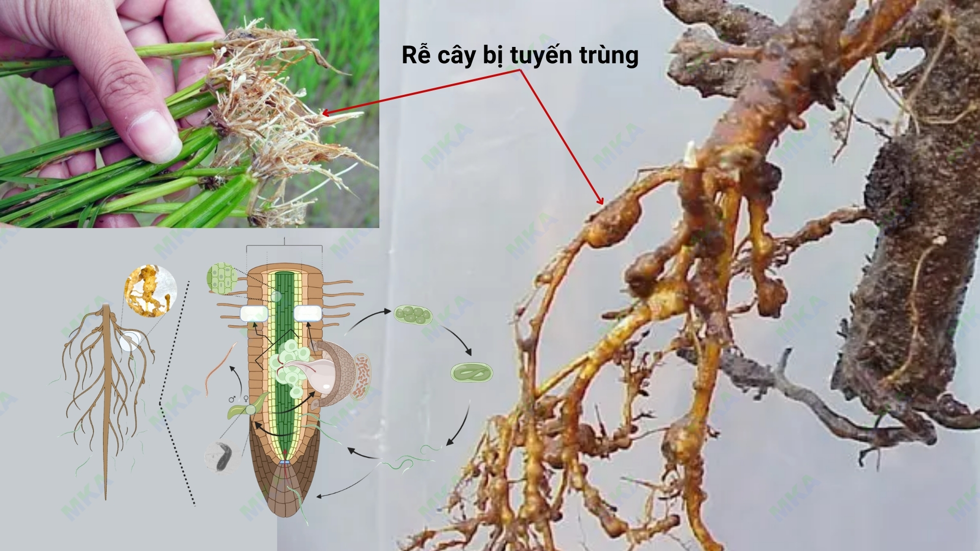 Biểu hiện rễ cây bị tuyến trùng